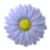 Antoniodut